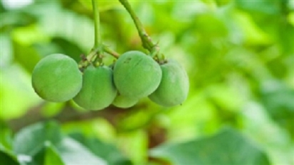 Nga phát triển công nghệ phát hiện chất độc Thiabendazole trong trái cây