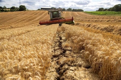 Châu Âu chia rẽ vì chuyện ngũ cốc Ukraine