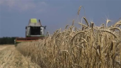 Chuyên gia dự báo Nga vẫn có thể đạt kỷ lục thu hoạch ngũ cốc