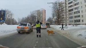 Cảnh sát Nga tốt bụng chặn đường cho chú chó bị thương sang đường