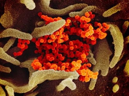 Biến đổi gen ở virus COVID-19 tương tự biến đổi ở HIV, Ebola