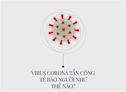 Virus Corona tấn công tế bào người như nào?
